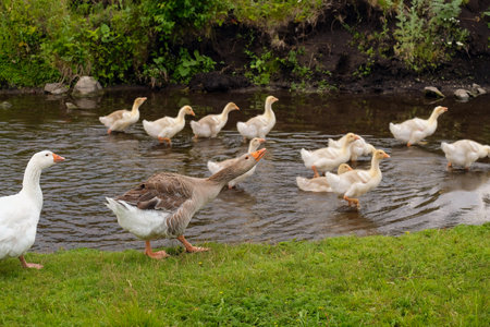 A family of gray geese on a small river.の写真素材