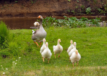 Goslings with a gander walk on the grass.の写真素材