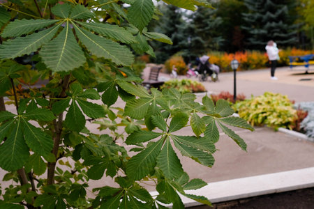 Horse chestnut tree with large green leaves in the park.の写真素材
