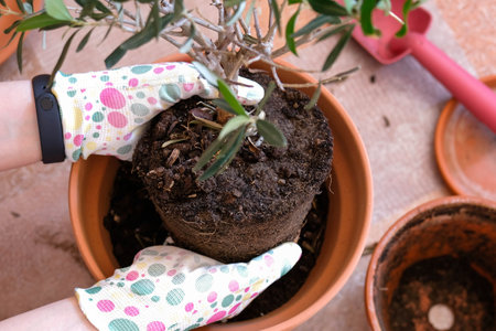 Replanting a houseplant. Top view, clay pot.の写真素材