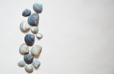 Beautiful sea shell on a light background.の写真素材
