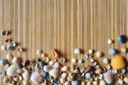 Beautiful sea shell on a light background.の写真素材