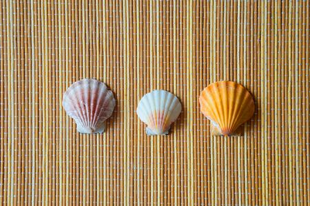 Beautiful sea shell on a light background.