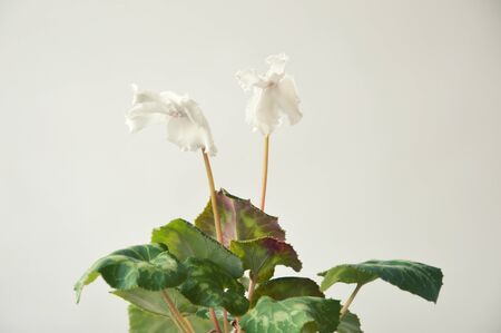 green leaves and white flowers. houseplant.の写真素材