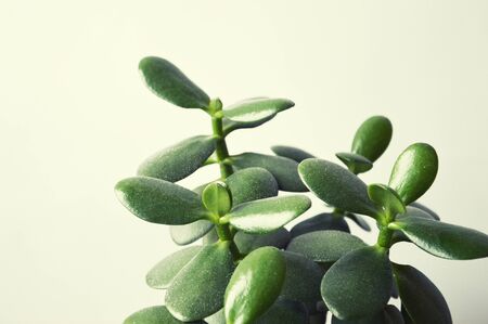 A branch with green leaves. houseplant. green flower on a white background.の写真素材
