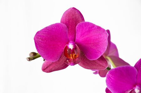 Orchid pink color. flower on a white background.の写真素材