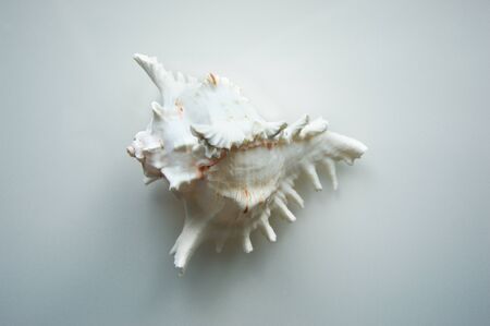 A large white seashell on a light background.