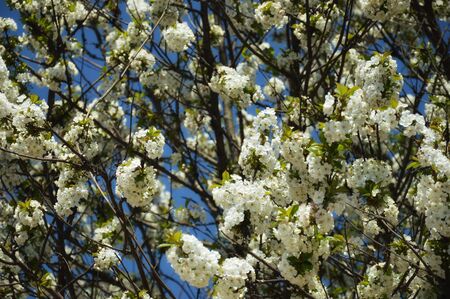 blooming apple tree. a tree with white flowers. branches with white flowers against a blue sky. spring nature in the Park.の写真素材