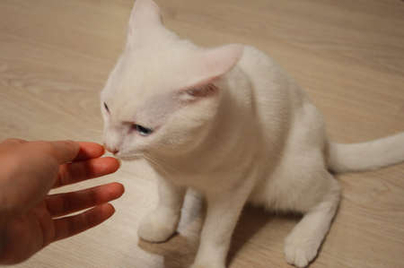 A white cat and a girl's hand. A graceful, beautiful animal.の写真素材