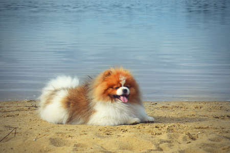 beautiful cute dog on the beach in summer. a friend of man. happy face. animal. Pomeranian, German...