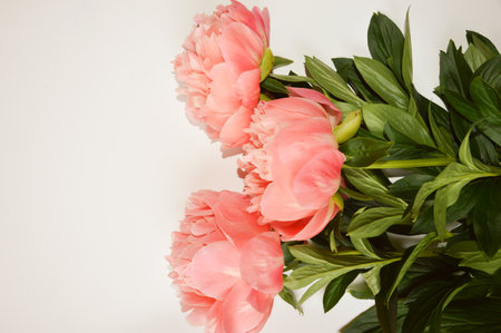 Lush, delicate flowers. Pink peony. background for decoration for holidays, women's day.の写真素材