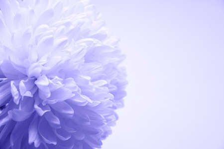 The color is Very Peri. the color of the year. purple peony. a lush flower. a gentle background for decoration.の写真素材