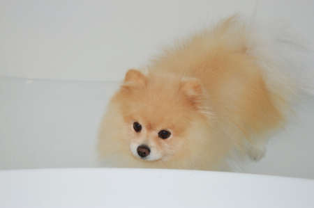 the dog is in the bathroom. washing the pet. cream German, Pomeranian.の写真素材