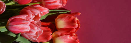 Birthday, International Women's Day, Mother's Day, Happy Easter. A banner for the design of spring holidays. Pink and red tulips on a carmine background.の写真素材