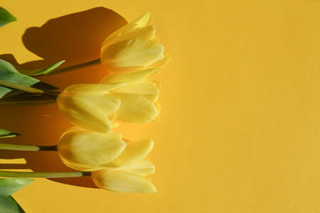 Birthday, International Women's Day, Mother's Day, Happy Easter. A banner for the design of spring holidays. Yellow tulips in the sun.の写真素材