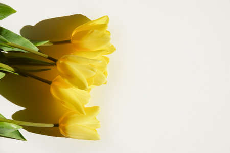 Birthday, International Women's Day, Mother's Day, Happy Easter. A banner for the design of spring holidays. Yellow tulips in the sun.の写真素材