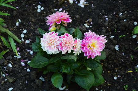 garden pink flowers, a colored plant in the park on a flower bed.の写真素材