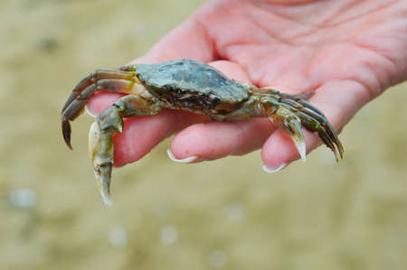 a dead crab. an inhabitant of the seas. arthropod. background for the design.の写真素材