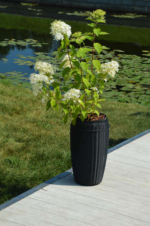 white flowers in large pots. the decor of the city park. background for the design. summer nature.