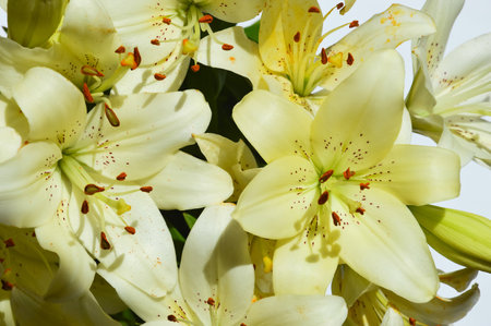 a bouquet of flowers. beautiful lilies. background for decoration for holidays, birthday, women's day, mother's day, Easter, valentine's day.の写真素材