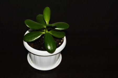 a flower in a pot. a houseplant. background for the design. home decor.の写真素材