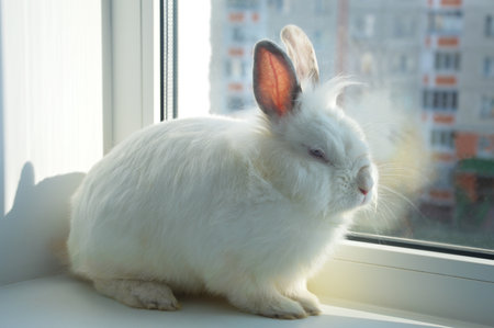 the white rabbit. the symbol of the 2023 happy new year. background for winter holidays. cute furry animal. a pet. a beautiful hare.の写真素材