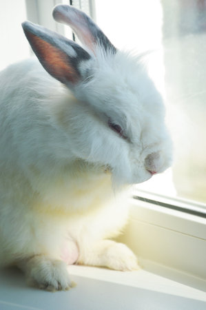 the white rabbit. the symbol of the 2023 happy new year. background for winter holidays. cute furry animal. a pet. a beautiful hare.の写真素材
