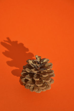 a fir cone on an orange background. decoration.の写真素材