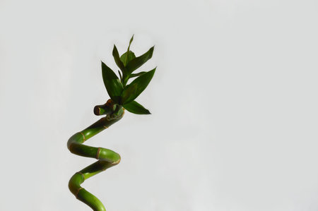 green bamboo on a white background. a houseplant.の写真素材