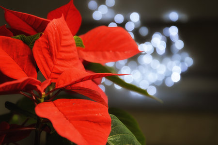 the Christmas star. poinsettia. a flower for Christmas and New Year. background for the design.の写真素材