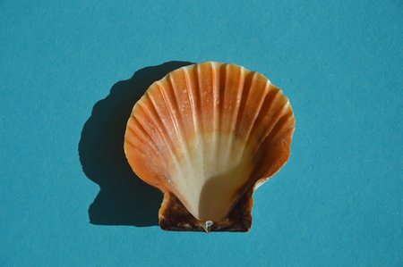 Scallop shell on a blue background. minimal concept.の写真素材