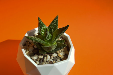 succulent in a white pot on an orange background. a living houseplant.の写真素材