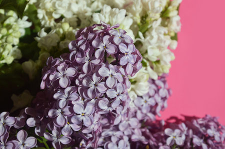 Bouquet of lilac flowers on pink background, closeup