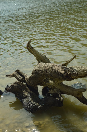Dead tree stump in the water of a lake, horizontal photo.の写真素材