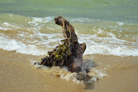 A dead tree on the shore of the sea in Sri Lanka.の写真素材