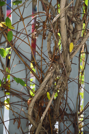 Close up of the branches and leaves of the creeper plantの写真素材