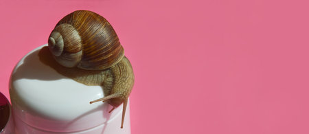 Garden snail on a pink background, close-up, copy spaceの写真素材