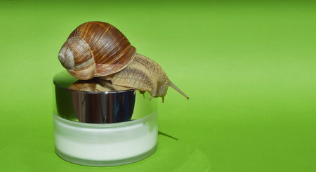 Snail in a jar on a green background with space for textの写真素材