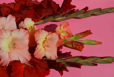 Bouquet of gladiolus flowers on a pink background.の写真素材