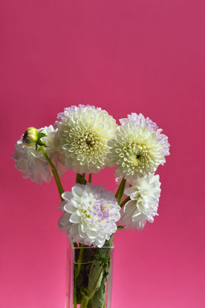 White dahlias in a glass vase on a pink backgroundの写真素材
