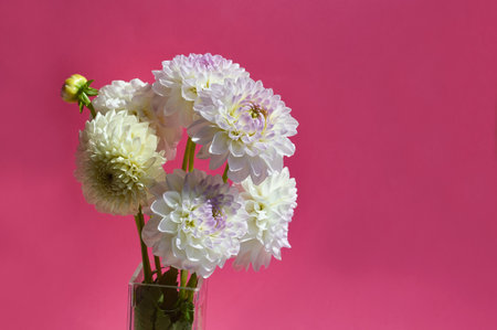 White dahlia flowers in a vase on a pink backgroundの写真素材