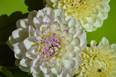 White dahlia flowers on green background. Close-up.の写真素材