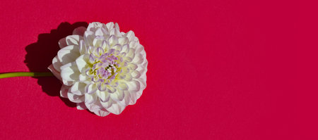 White dahlia flower on a red background. Top view.の写真素材