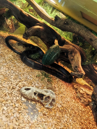 a big, long snake in a terrarium. background for the design. A suborder of the reptile class of the scaly orderの写真素材
