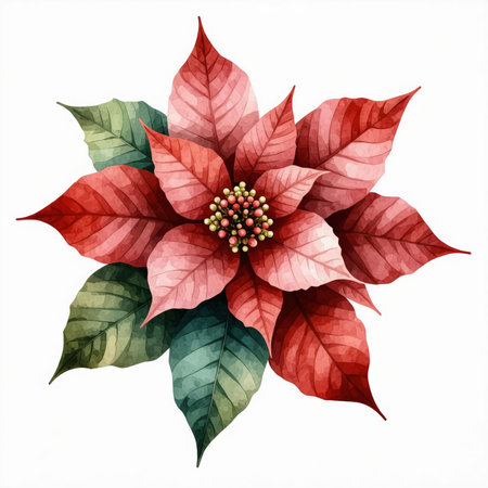 Christmas flower poinsettia isolated on white background. Vector illustration.の素材