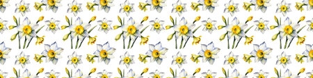 Seamless border of narcissus flowers on a white background.の素材