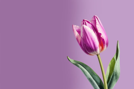 Pink tulip on a purple background with copy space for your textの素材