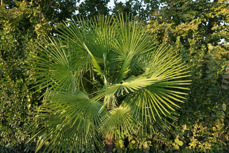 green tree in the parkの写真素材