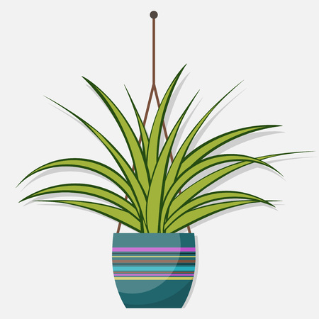 Chlorophytum, flat style room plant in pot, vector illustrationのイラスト素材