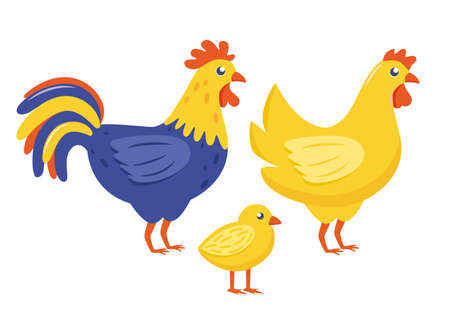 Farm birds family. Chicken, rooster, chick isolated on white background. Vector illustrationのイラスト素材